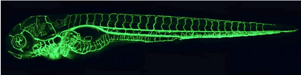 תצלום מיקרוסקופי של כלי דם בעובר דג זברה